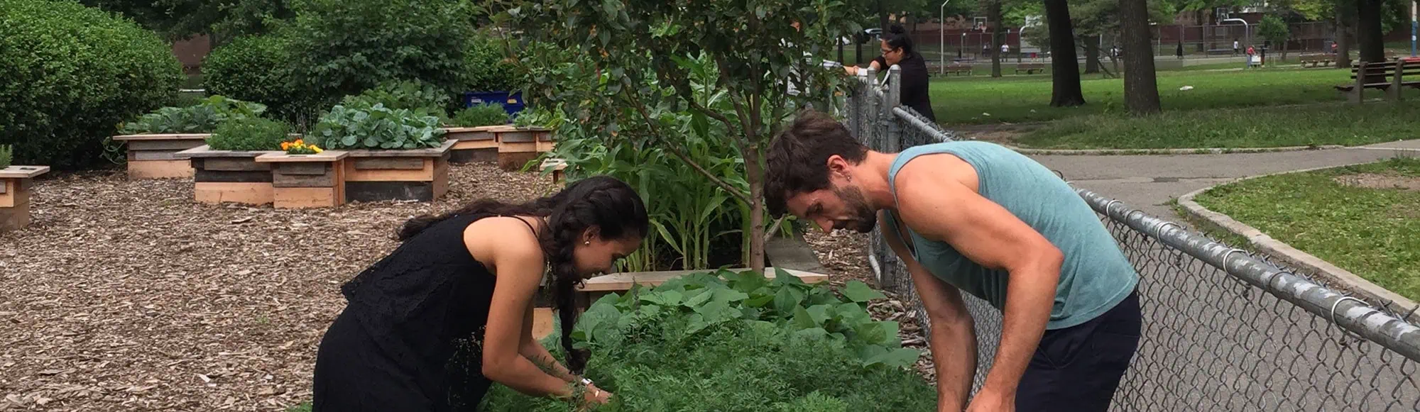 garden care